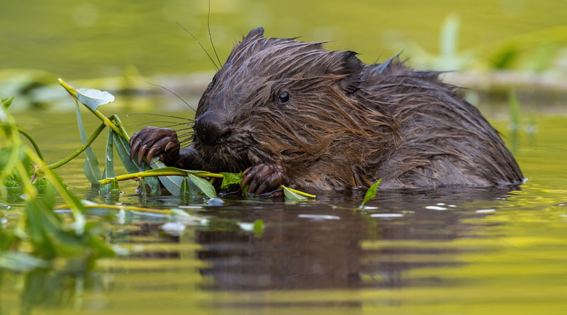 Trentham launches new wildlife experiences