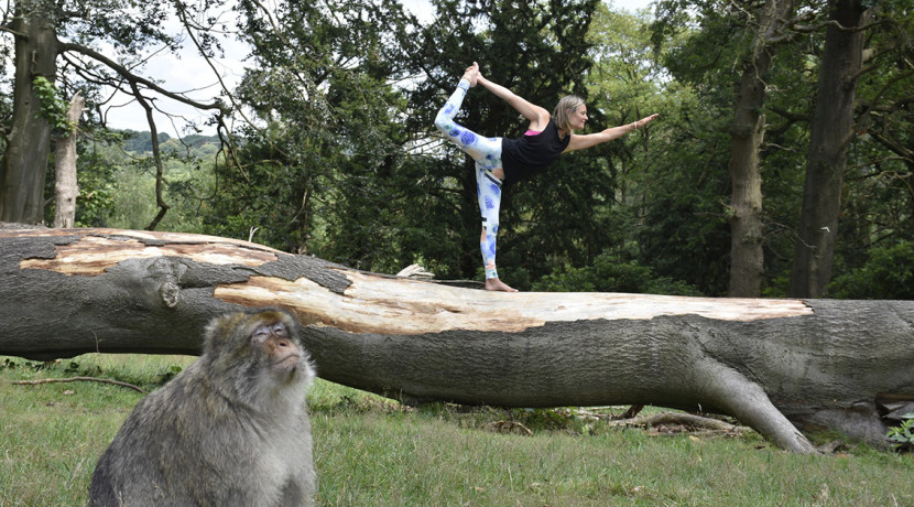Trentham Monkey Forest to host Sunset Yoga event