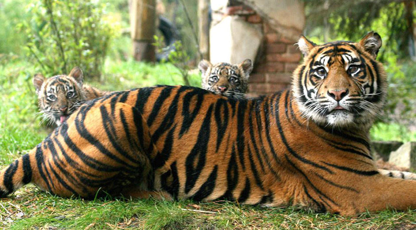 5 UK & Ireland zoos offering live streams of their residents