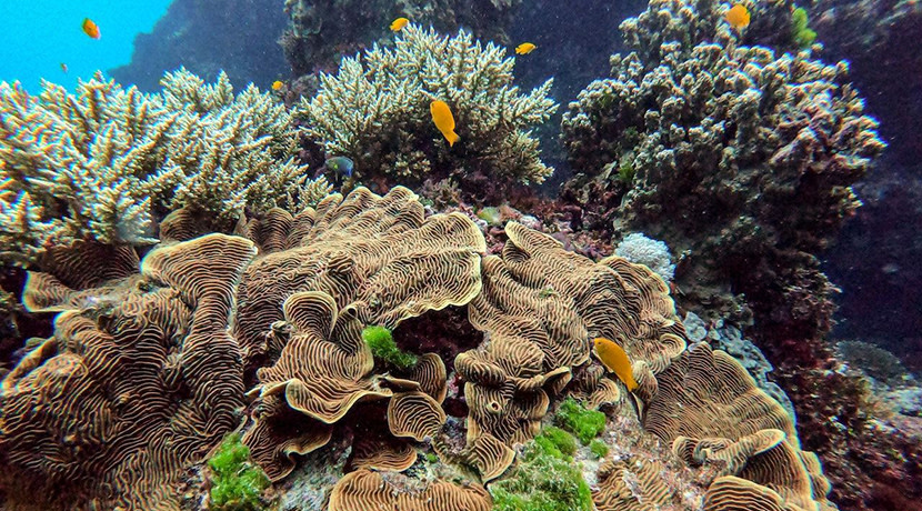 You can now take a virtual tour of the Great Barrier Reef, guided by ...