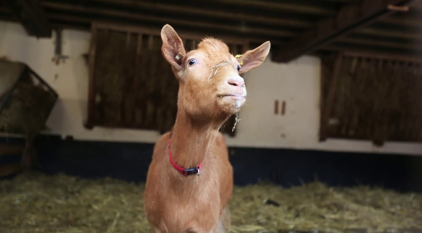 Sandwell Park Farm