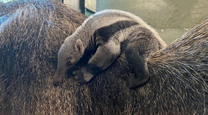 Dudley Zoo welcomes baby anteater