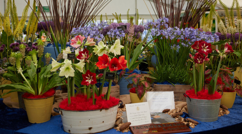 Shrewsbury Flower Show