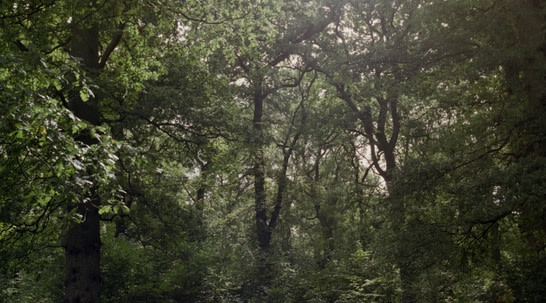 Feature: Clare Hewitt's Everything In The Forest on show at MAC