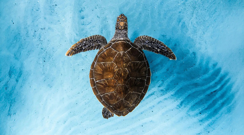 Ocean Film Festival World Tour
