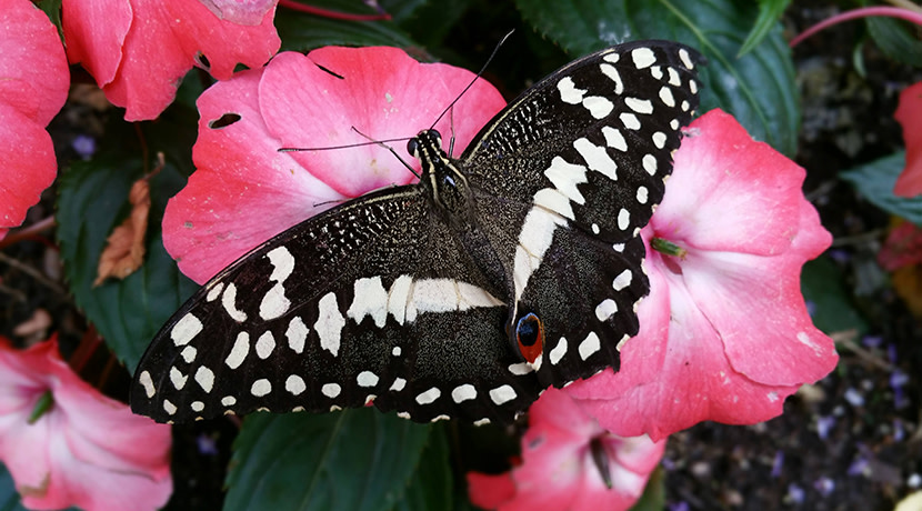 Escape the cold for tropical conditions at Stratford Butterfly Farm