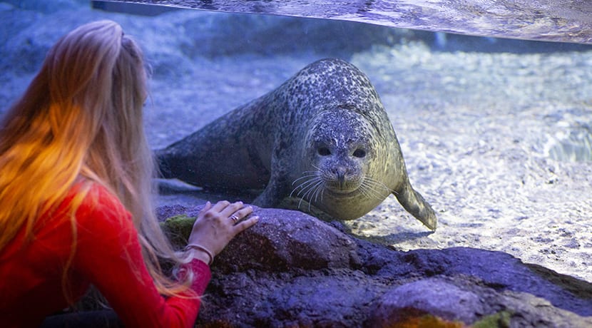 Win family ticket to SeaLife Centre