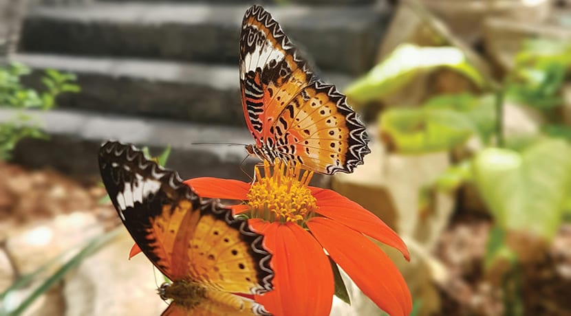 Stratford Butterfly Farm