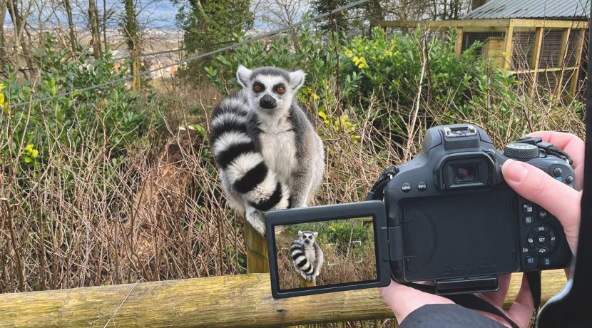 Photographs wanted for Dudley Zoo's 2023 calendar