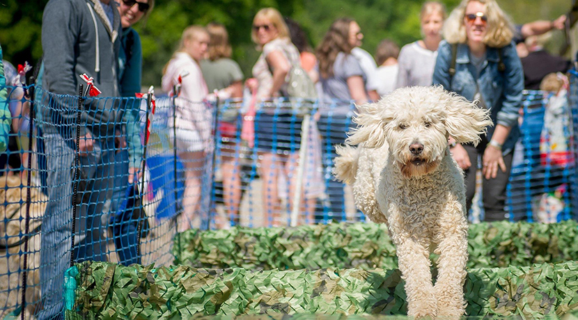 Brand new dog event comes to Trentham