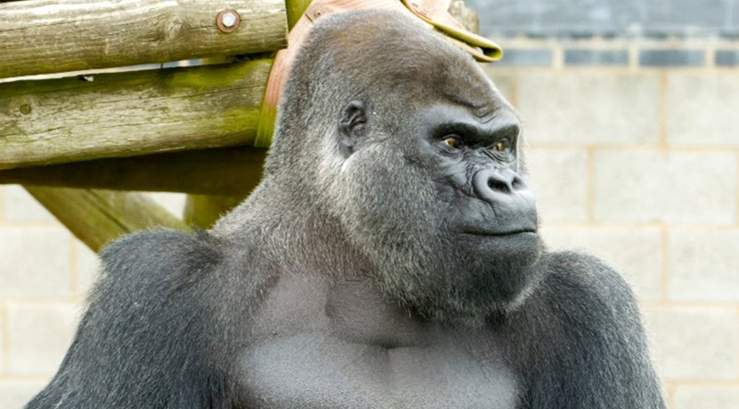 Twycross Zoo announces special offer to celebrate Armed Forces Day