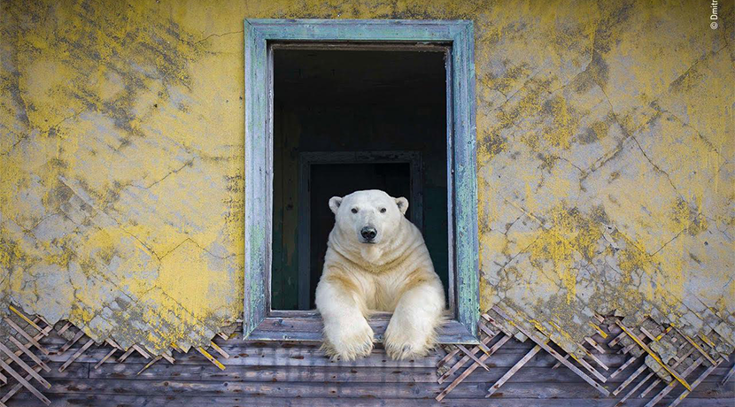 Wildlife Photographer of the Year returns to Wolverhampton