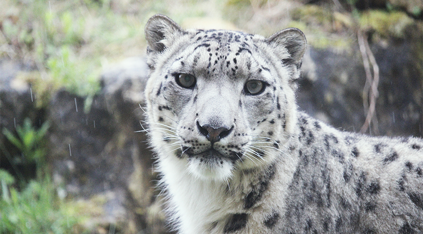 Twycross Zoo launches brand-new Alpine Adventure experience
