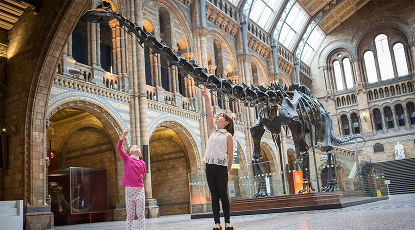 Dippy the Diplodocus on display in Coventry for next three years