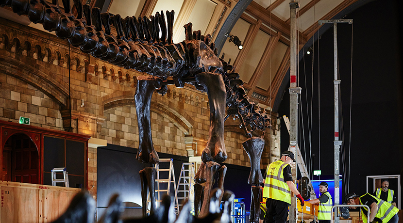 Tickets now available to see Dippy the Diplodocus in Coventry