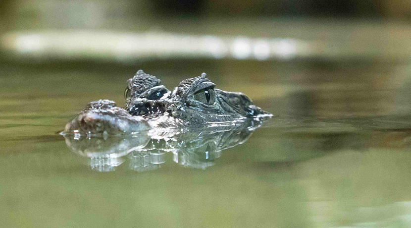 Stratford Butterfly Farm celebrates first anniversary of Kenny the Caiman