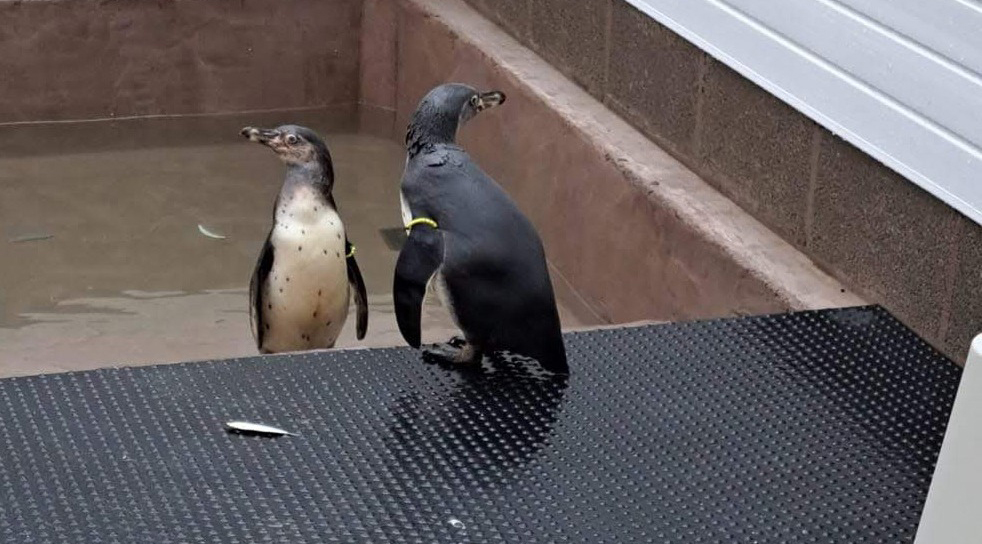 Dudley Zoo welcome three new penguins