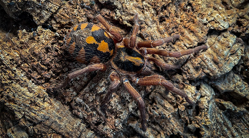 Get up close to a Pumpkin Patch Tarantula at Stratford Butterfly Farm