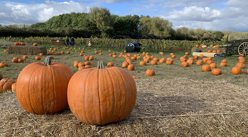 Pumpkin picking returns to Forge Mill Farm