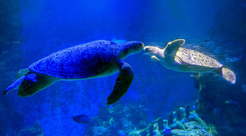 SEA LIFE and Nintendo collaborate for immersive Animal Crossing experience