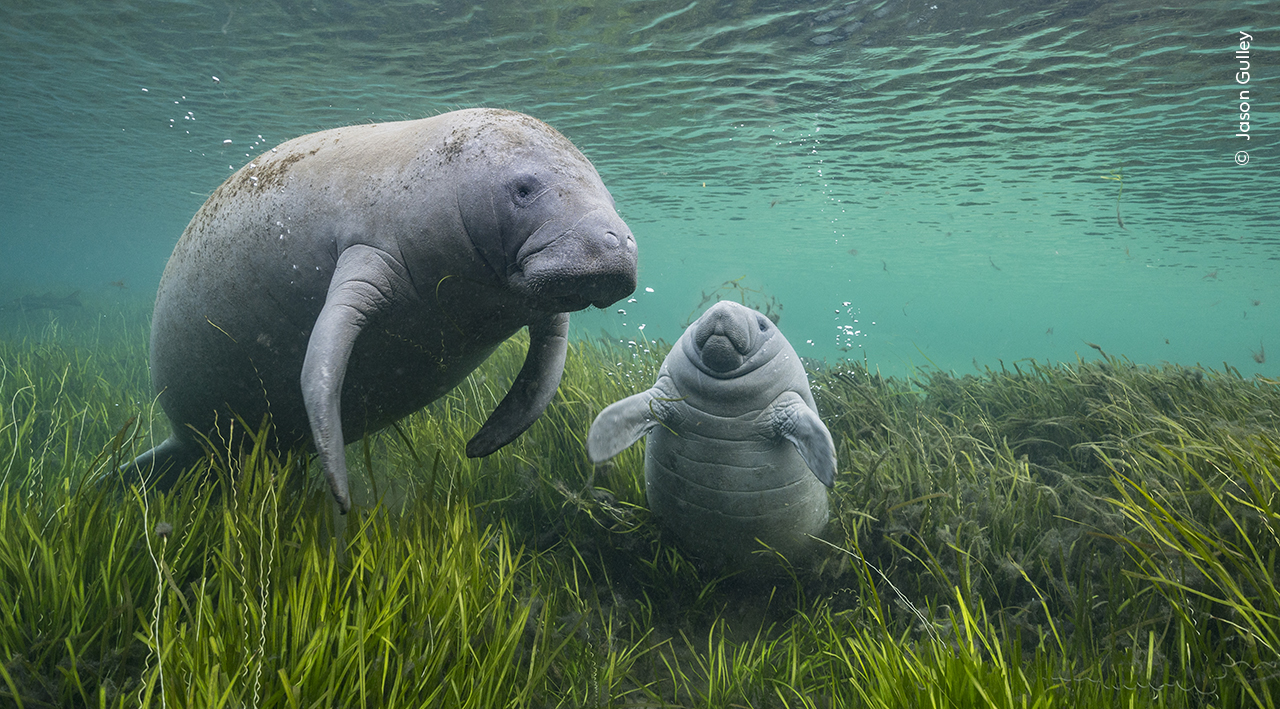 Wildlife Photographer exhibition coming to Lichfield