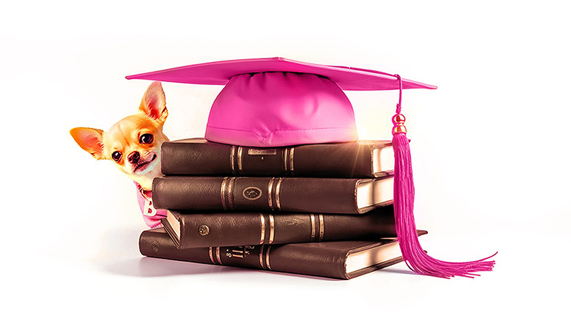 Legally Blonde The Musical