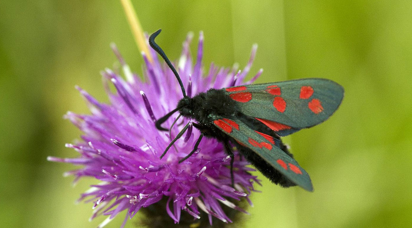 Butterfly & Moth Course