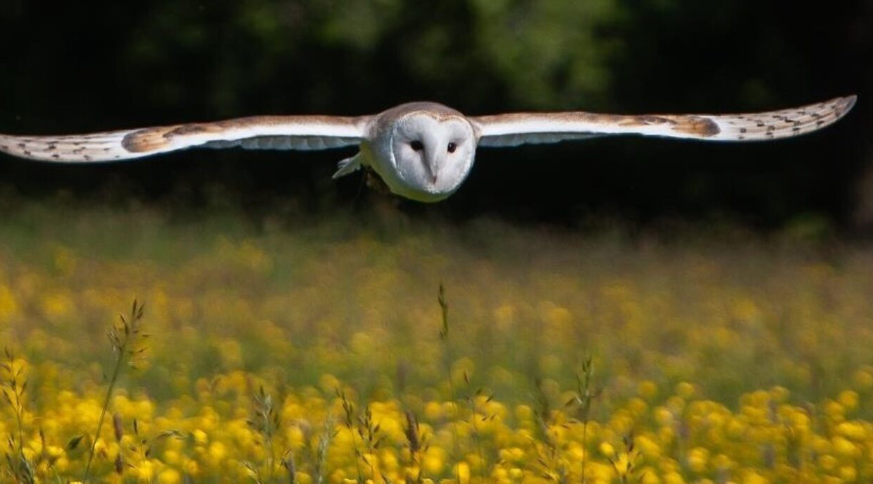 Falconry Experiences
