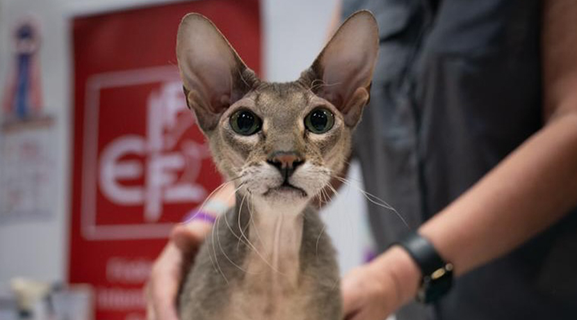 The Cat Show Live 