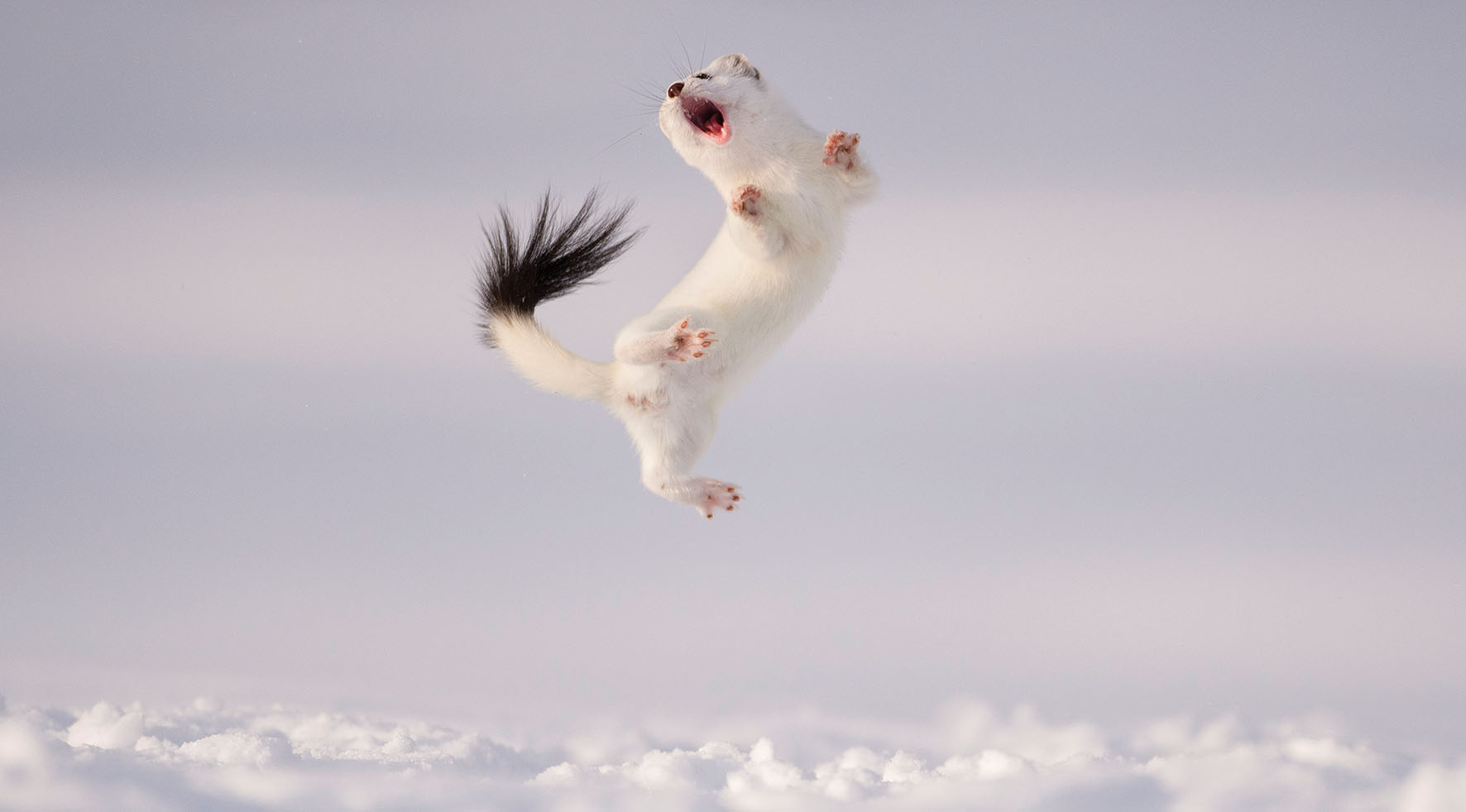 Wildlife Photographer Of The Year 