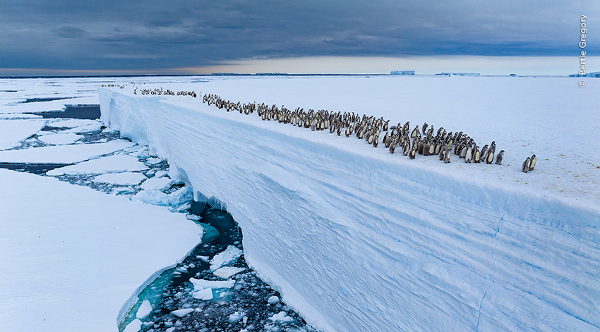 Wildlife Photographer Of The Year 