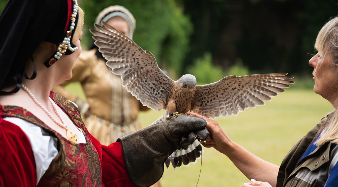 Falcons in Flight