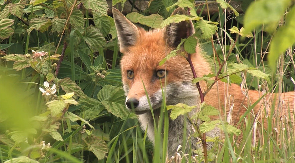 Warwickshire Wildlife Talks