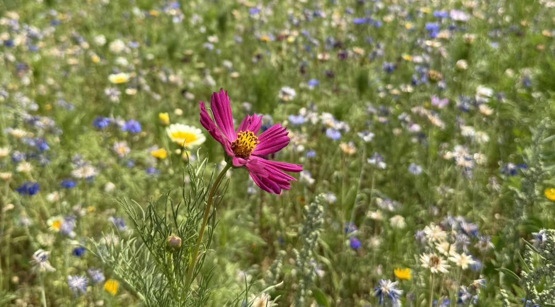 National Forest Adventure Farm to host Wildflower Farm Nights