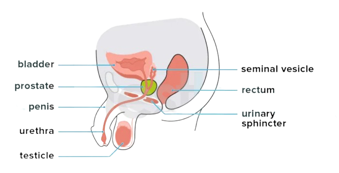 Urinary System
