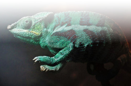 Chameleons Chameleons