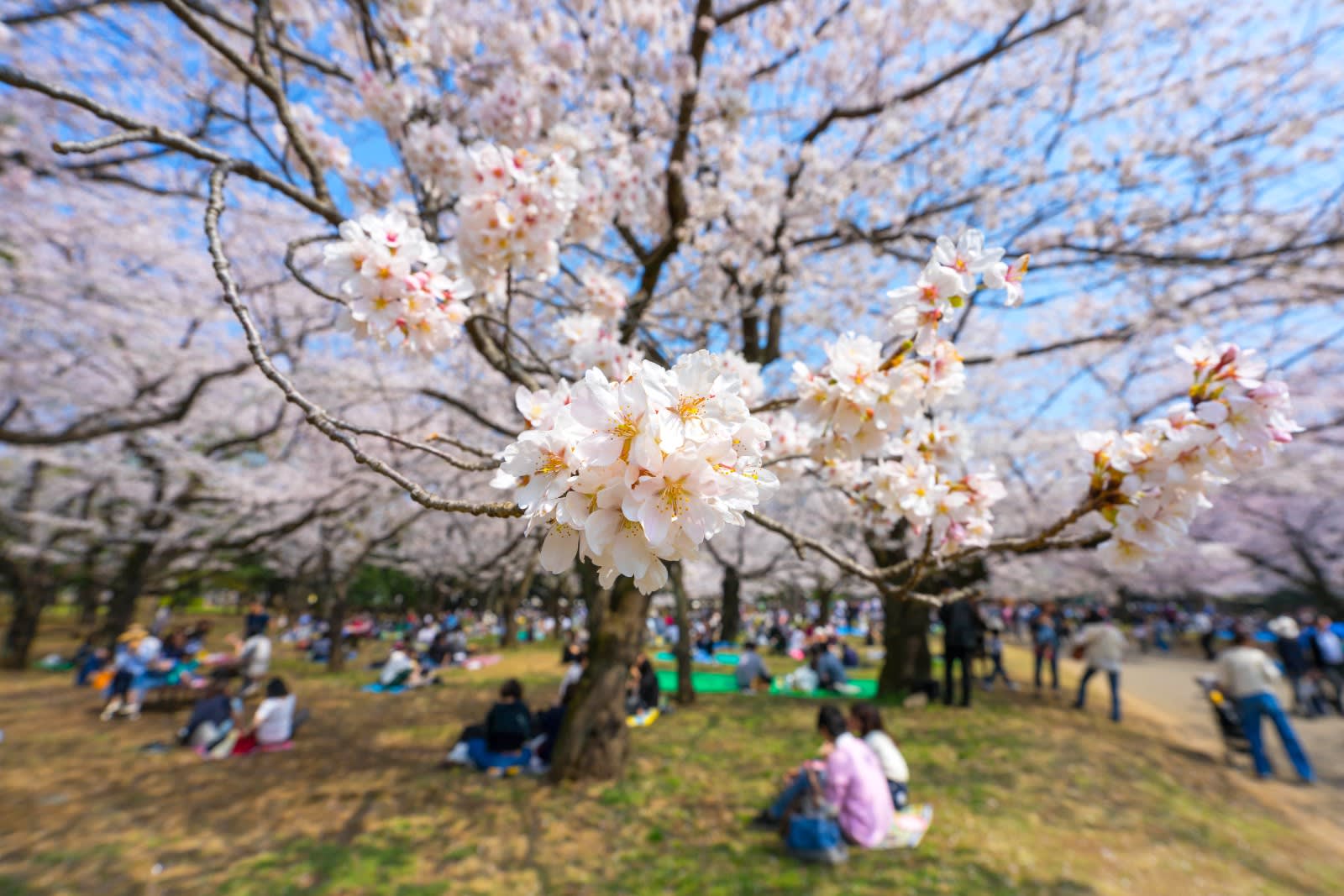 Yoyogi