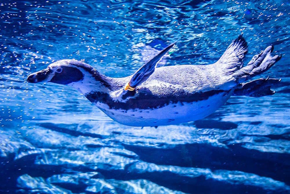 Admission Ticket for Aquaria Phuket in Phuket, Thailand