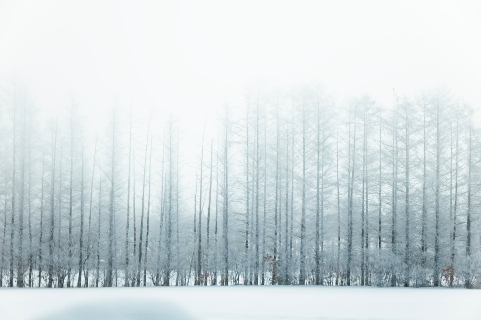 Best Things to Do in Hokkaido: Top Attractions & Dining Guide