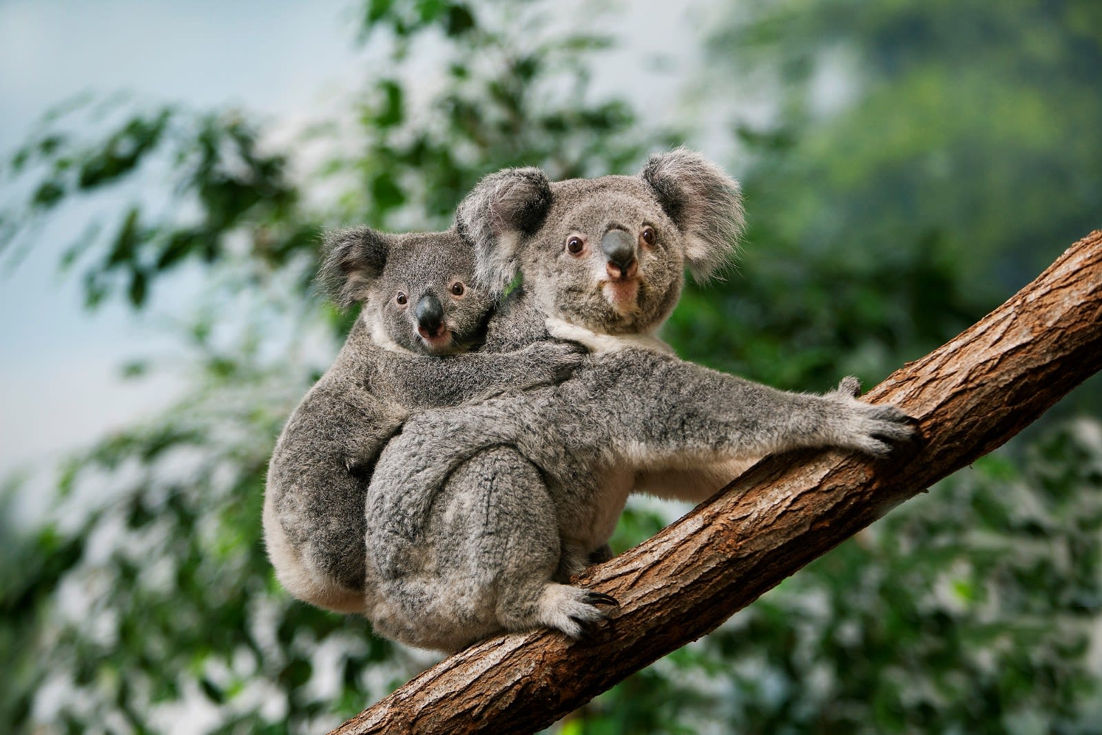 Australia