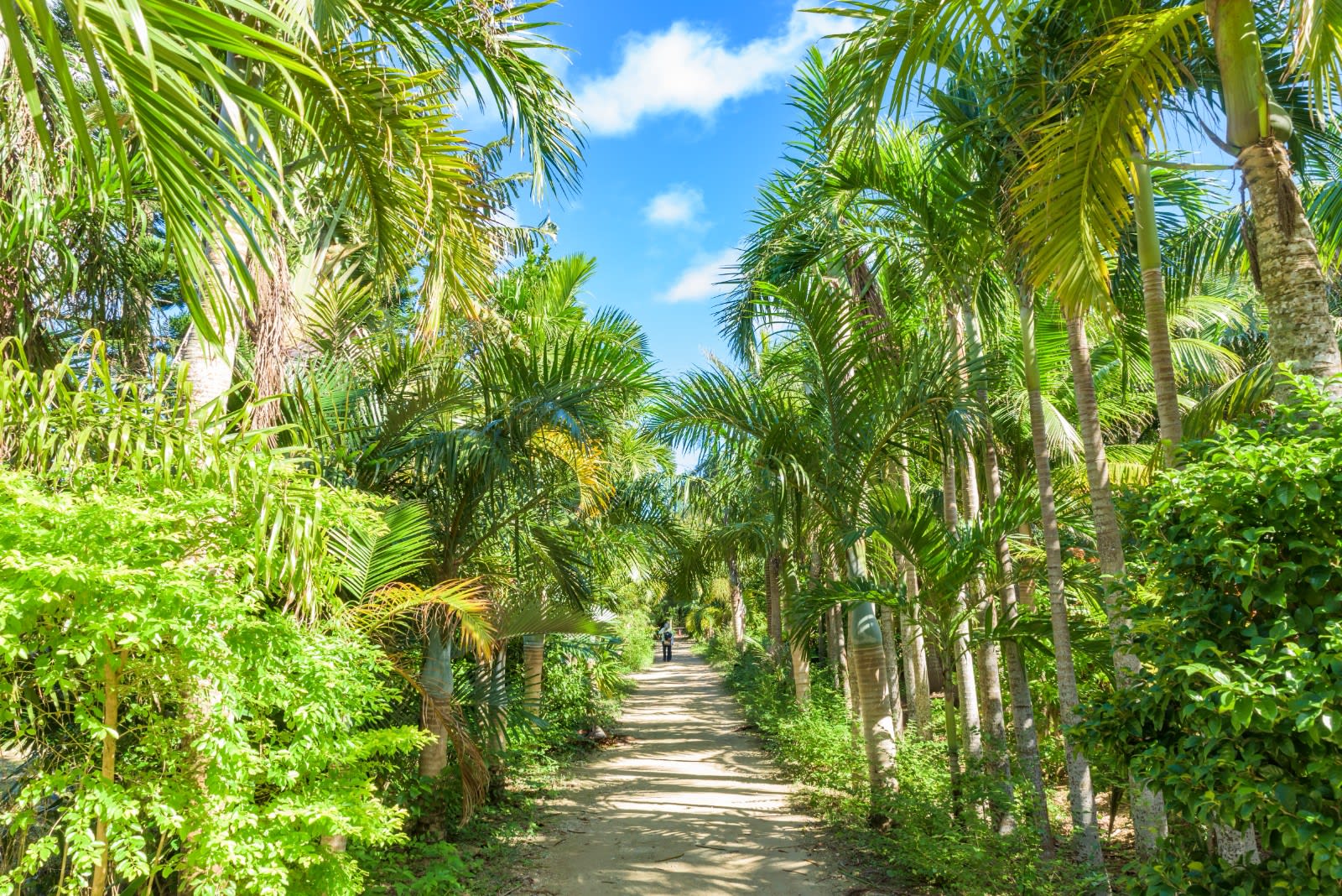 Best Things to Do in Okinawa: Top Attractions & Dining Guide