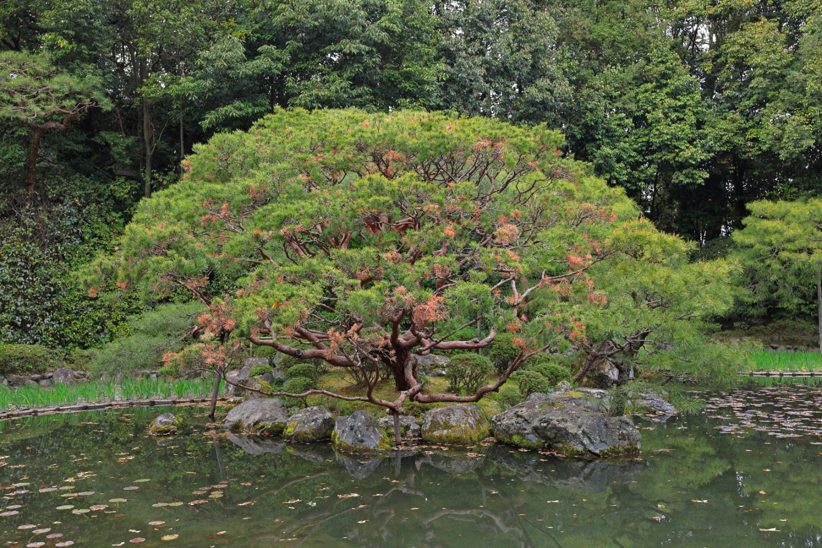 Shimogamo