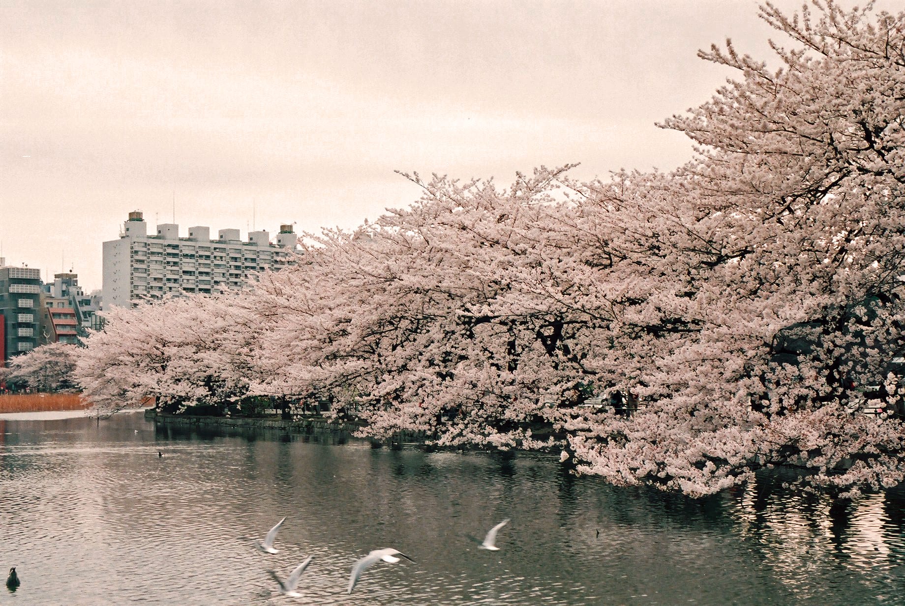 Kasai