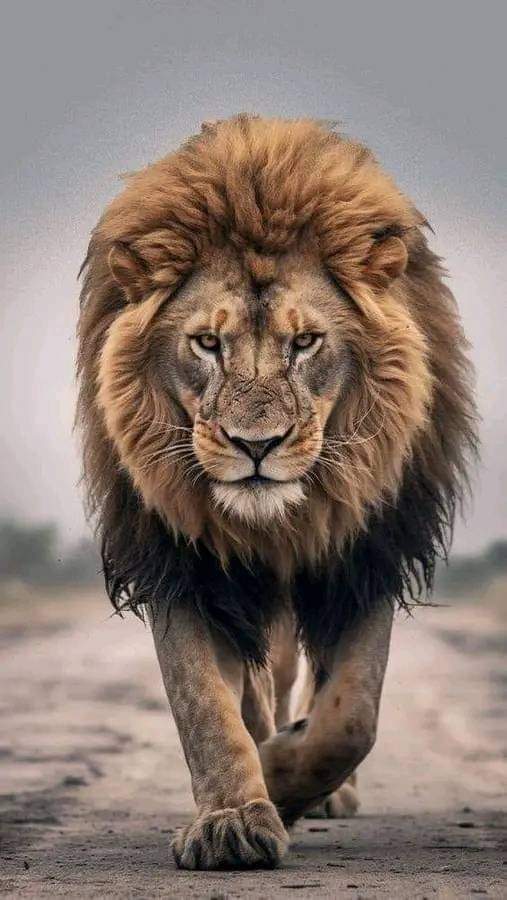 Unstoppable 