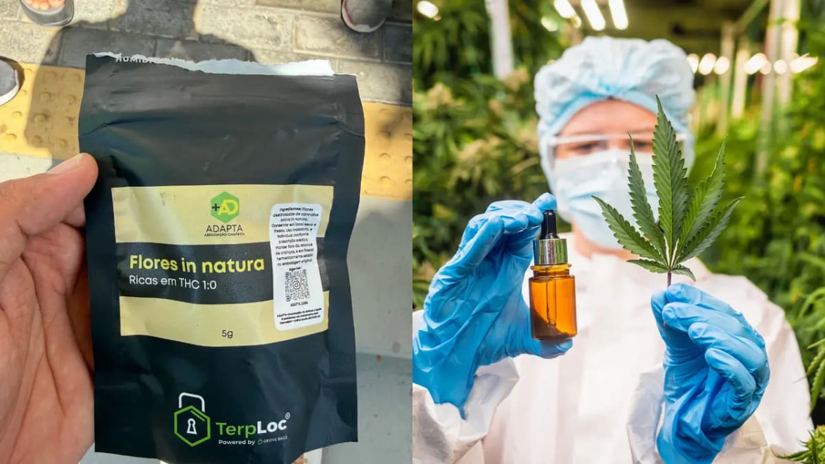 Investigação sobre apreensão de cannabis medicinal deixa pacientes sem tratamento no Ceará