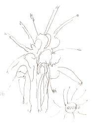 “Io sono corallo” 100x100 gaza