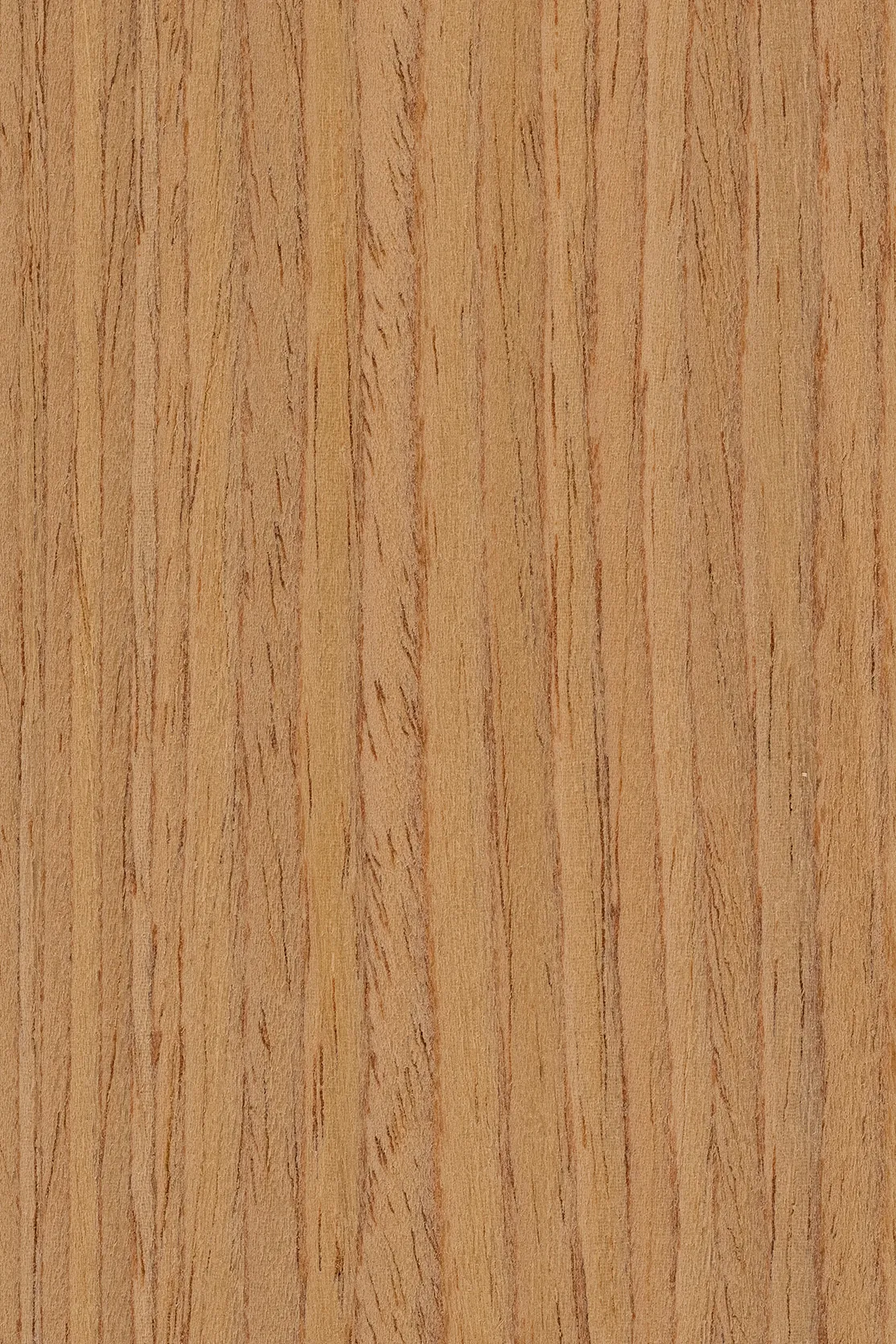 Perfect natural oak veneer background in adorable brown color