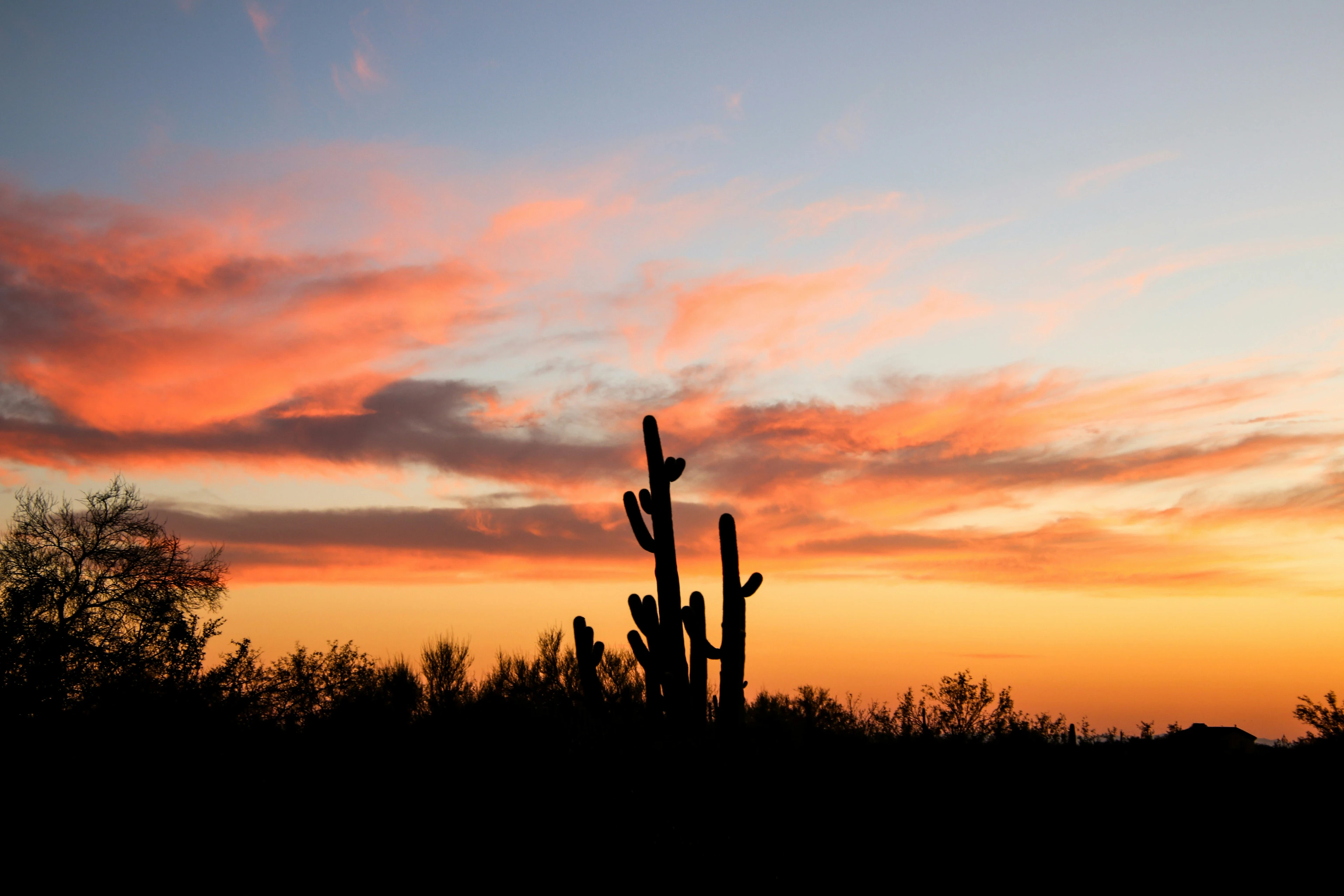 Phoenix on a Budget: The Ultimate Guide