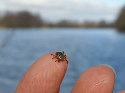 В Курской области 414 человек пострадали от укусов клещей за неделю