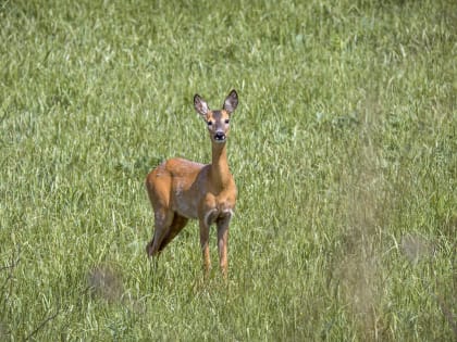 В Курске днем ожидается +26 градусов